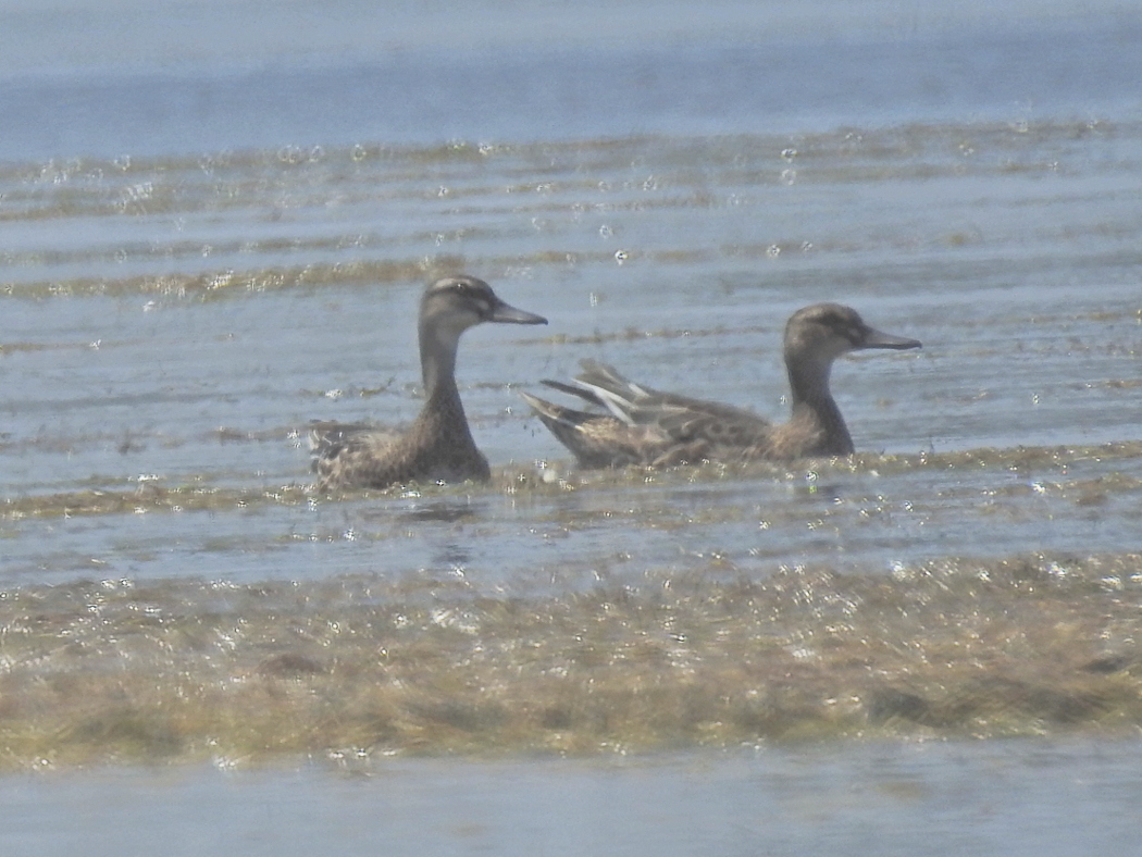 Garganey