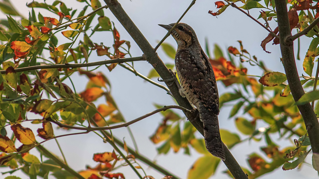 Eurasian Wryneck