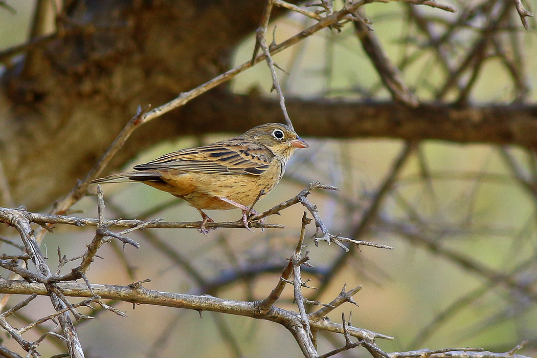 Cretzschmar`s Bunting