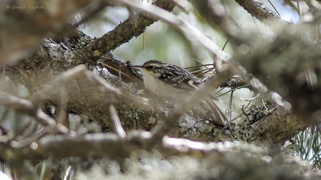 Eurasian Treecreeper