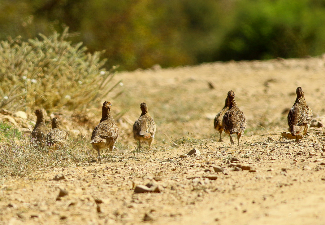 Grey Partridge