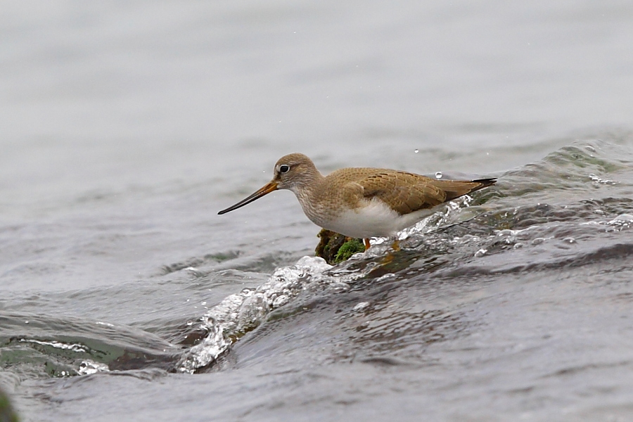 Terek Sandpiper