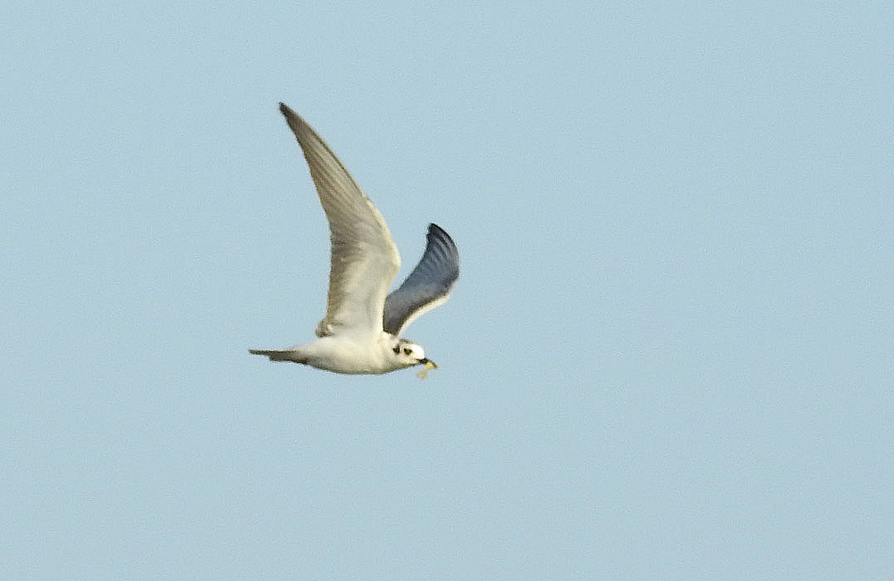 Little Gull