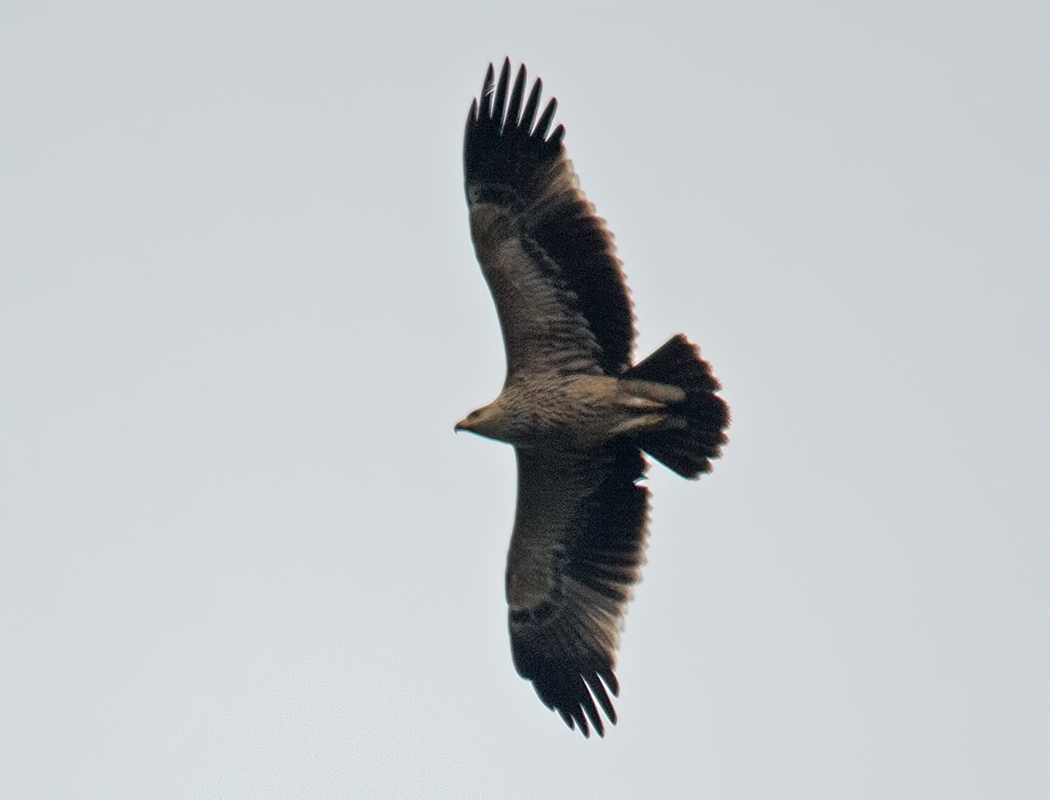 Eastern Imperial Eagle