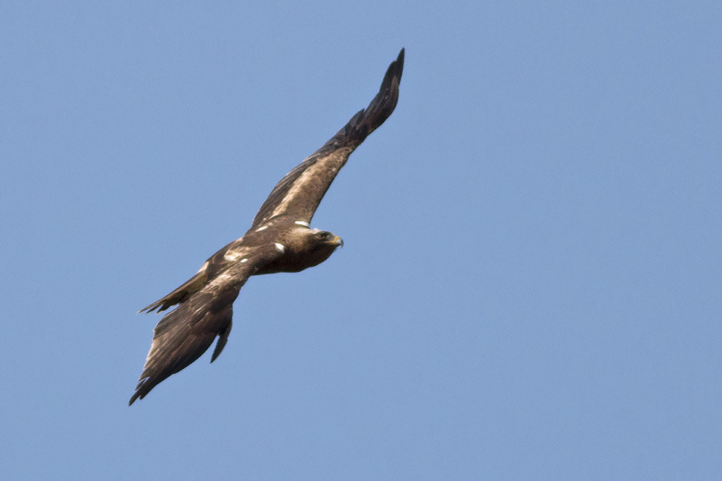 Küçük Kartal