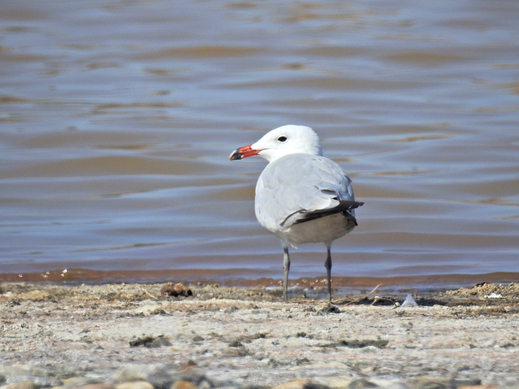 Audouin`s Gull