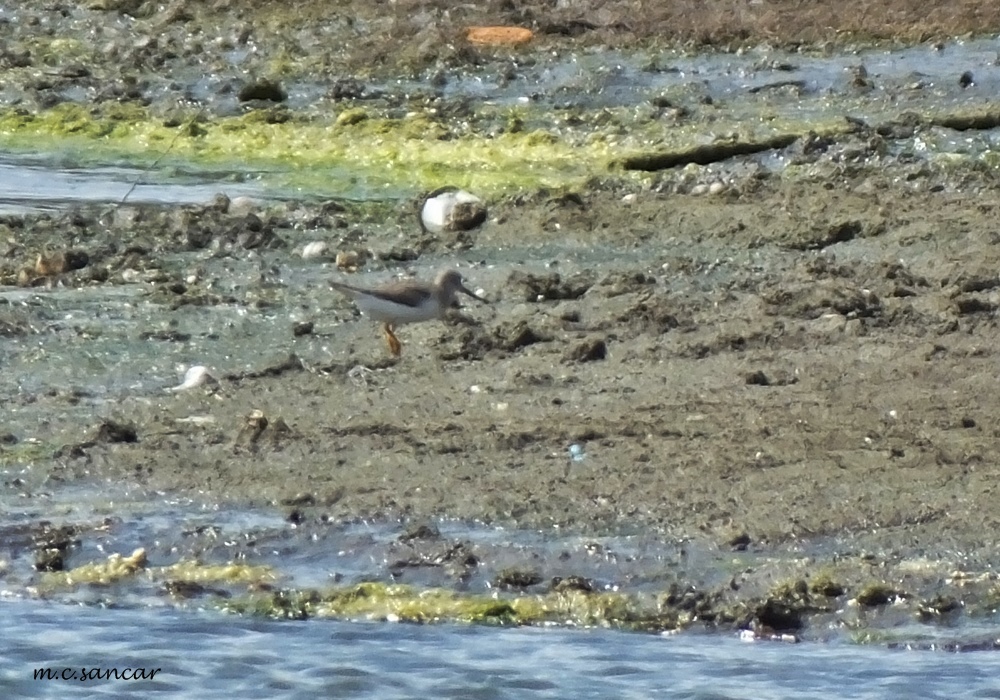 Terek Sandpiper