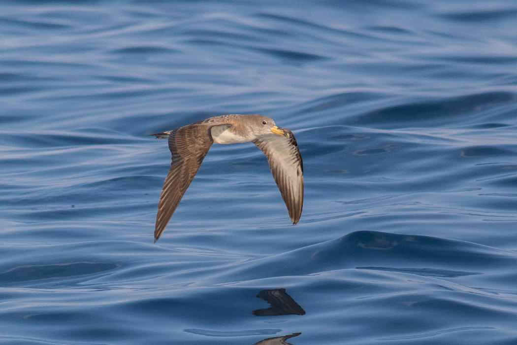Scopoli`s Shearwater