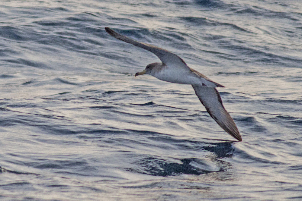 Scopoli`s Shearwater