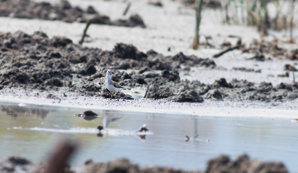 Terek Sandpiper