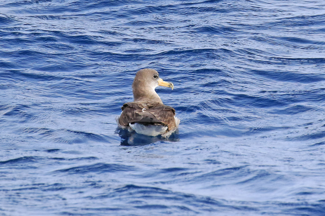 Scopoli`s Shearwater
