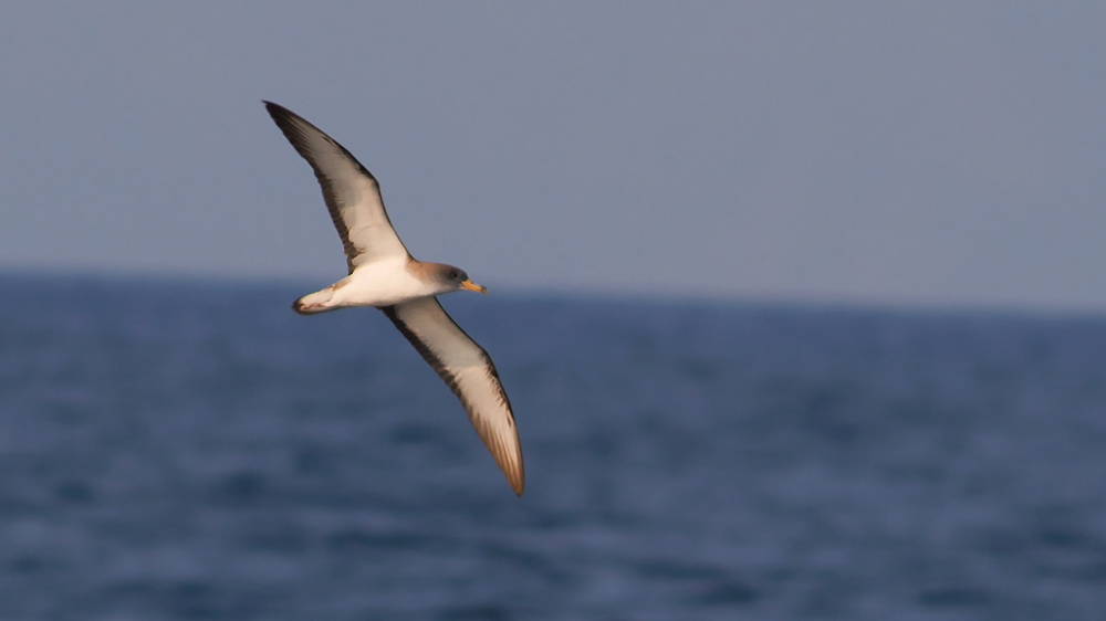 Scopoli`s Shearwater