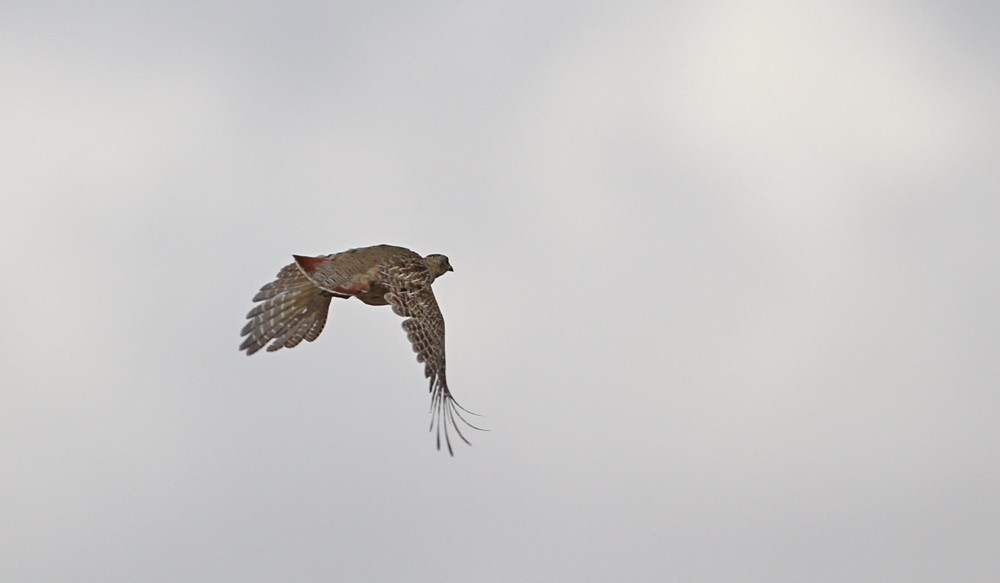 Grey Partridge