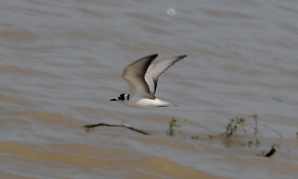 Black Tern
