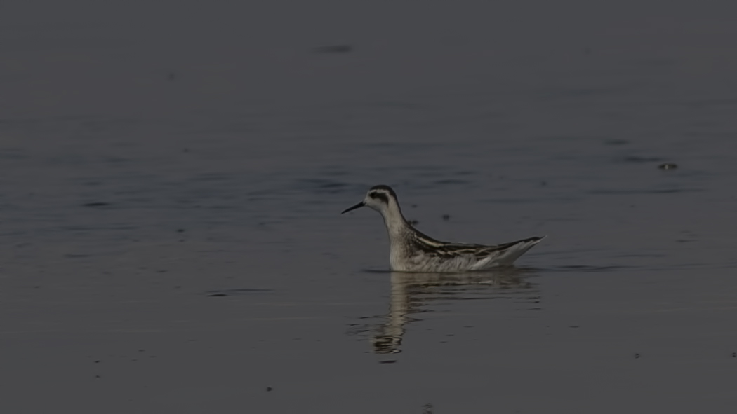 Red-necked Phalarope