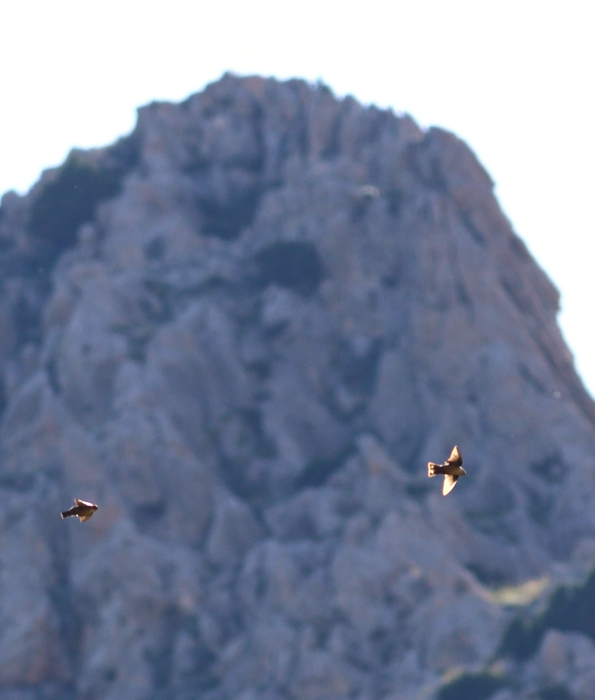 Eurasian Crag Martin
