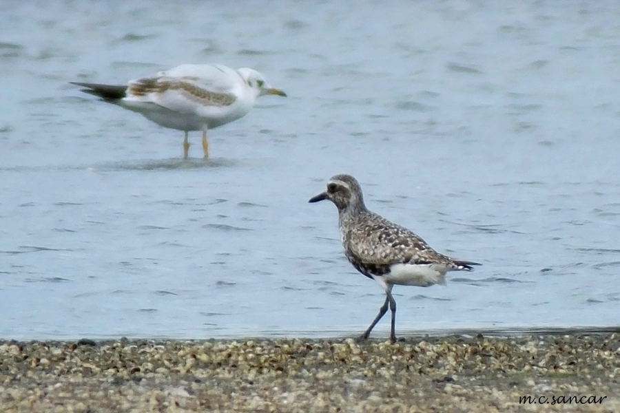 Grey Plover