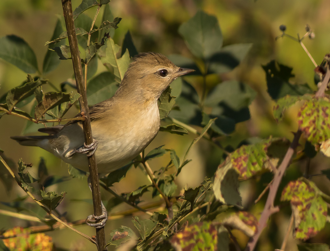 Garden Warbler