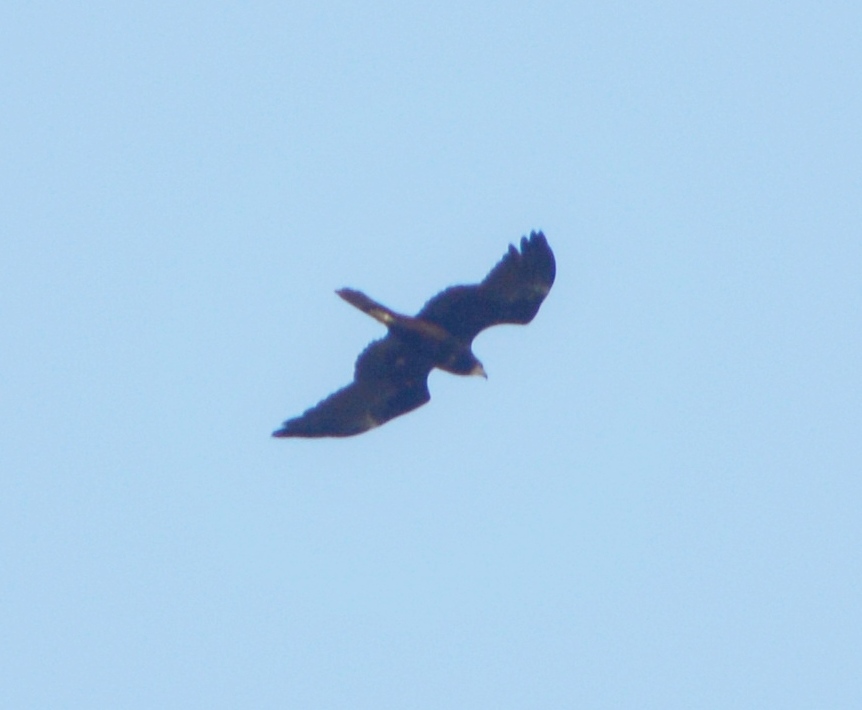 Western Marsh Harrier