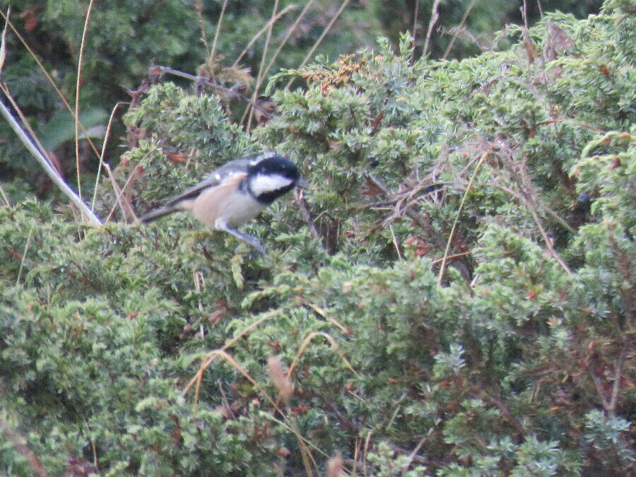 Coal Tit