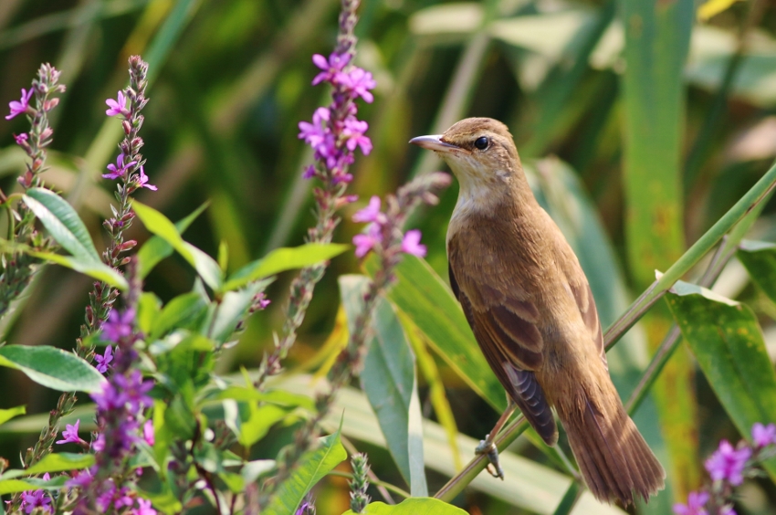 Great Reed Warbler