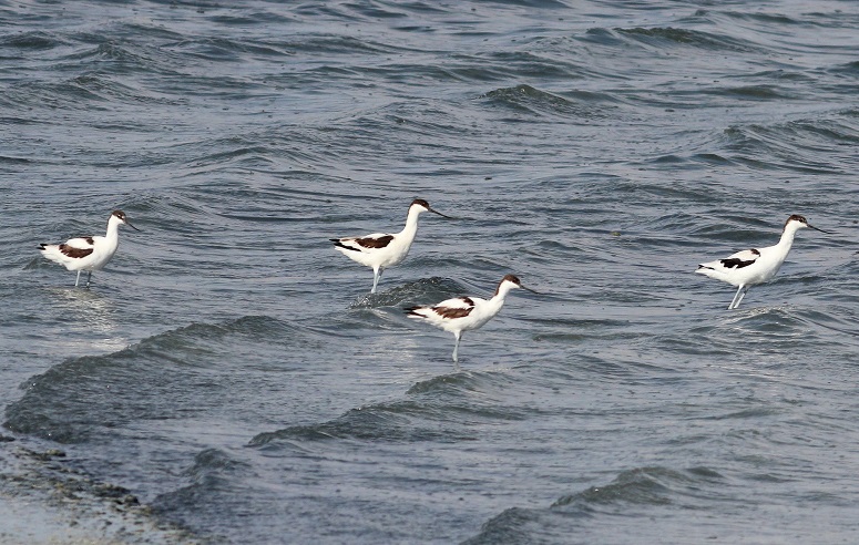 Pied Avocet