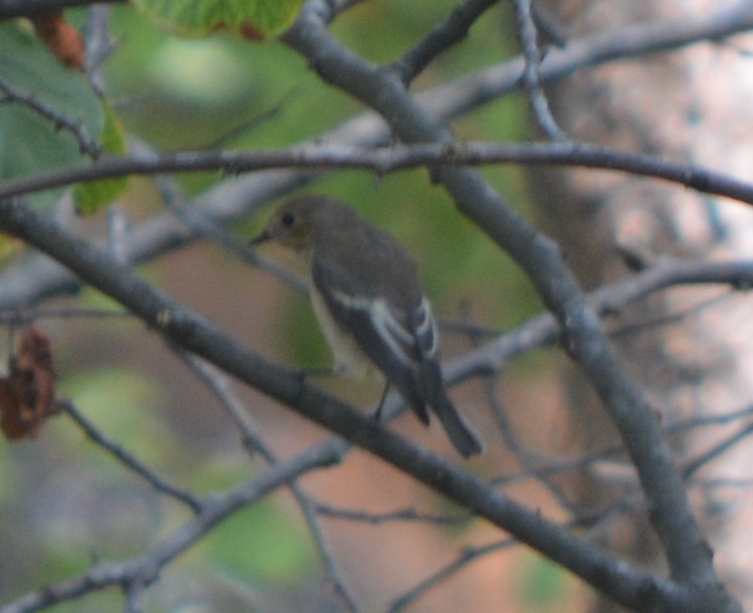 European Pied Flycatcher