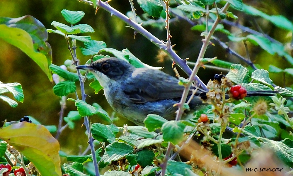 Eastern Orphean Warbler