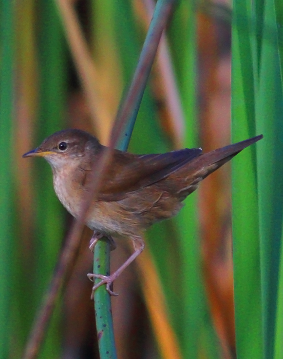 Savi`s Warbler