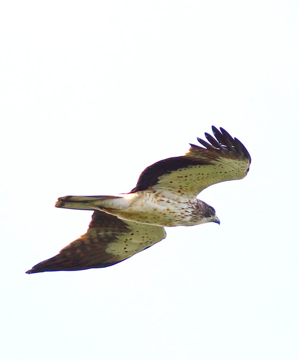 Küçük Kartal