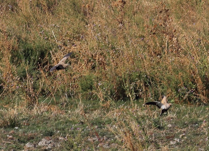 Black-bellied Sandgrouse