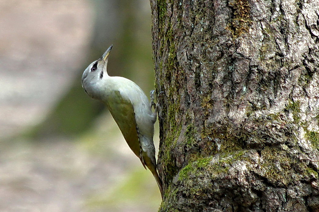Grey-headed Woodpecker
