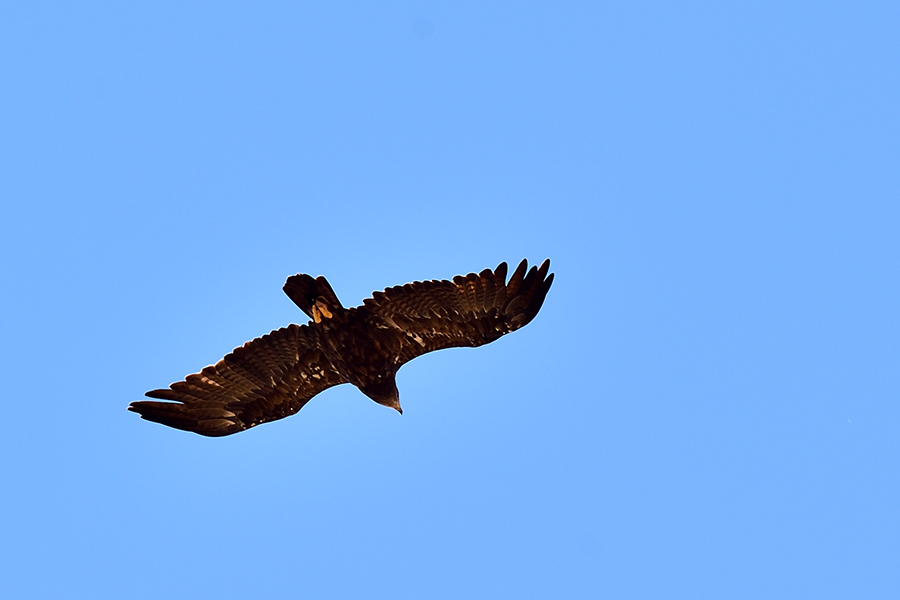 Steppe Eagle