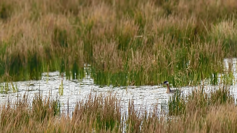 Red-necked Grebe
