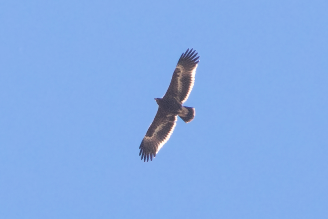 Steppe Eagle