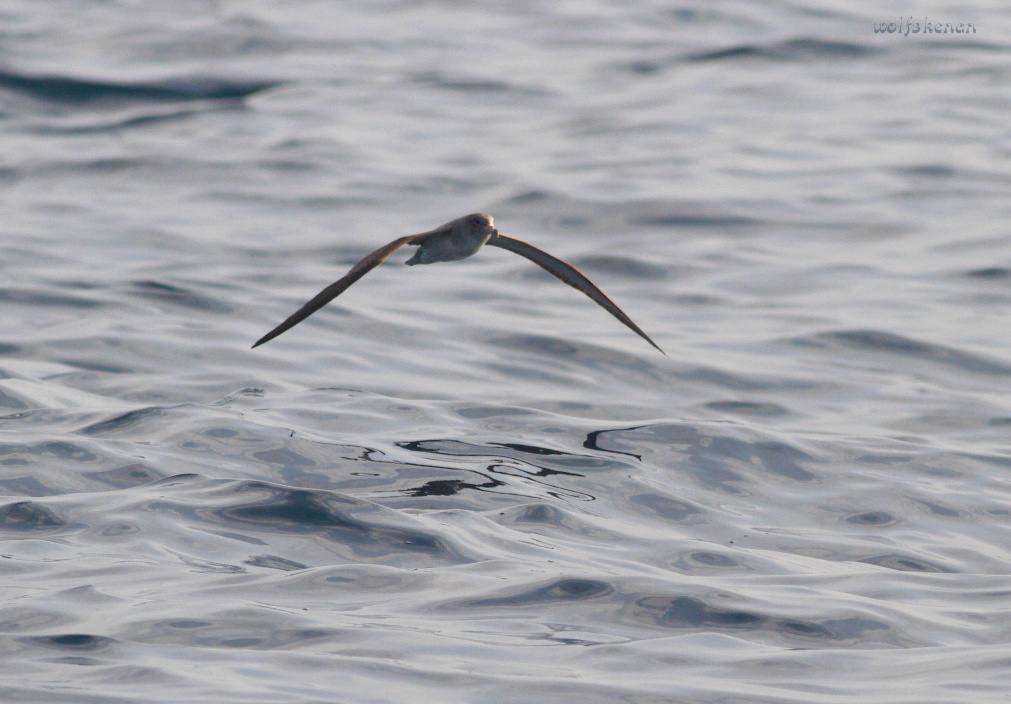 Scopoli`s Shearwater