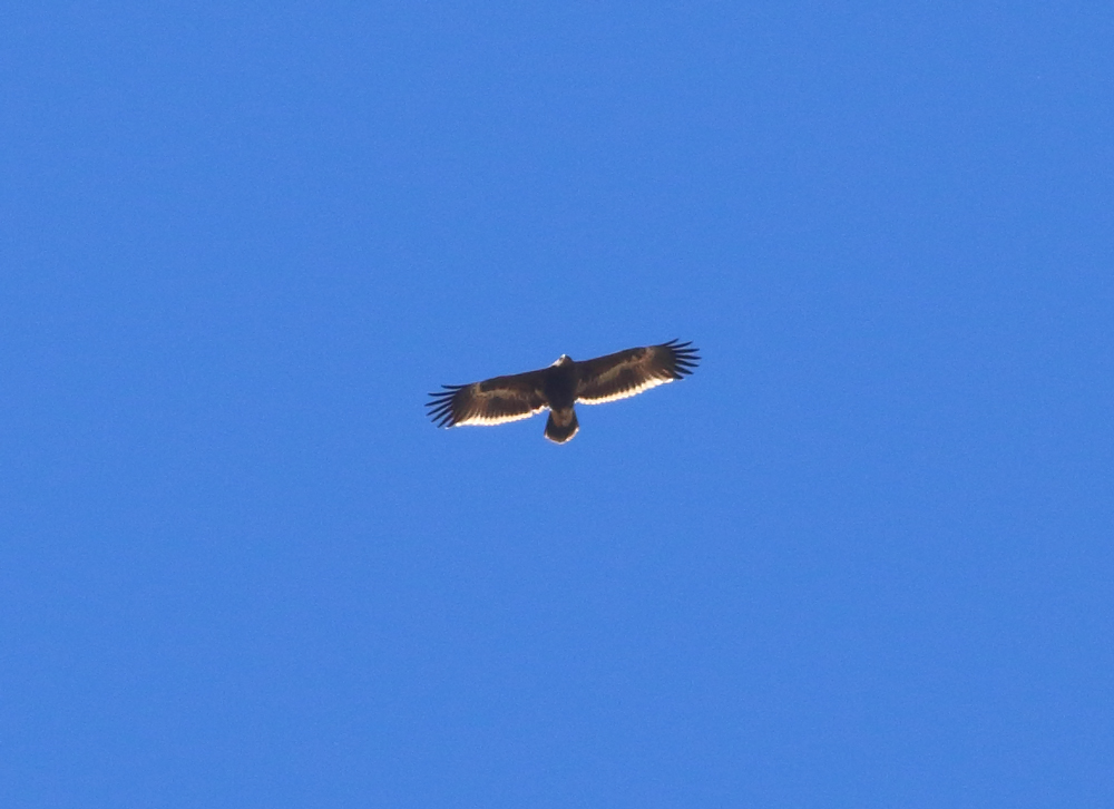 Steppe Eagle
