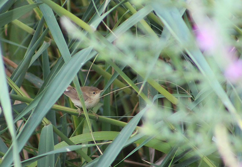 Common Reed Warbler