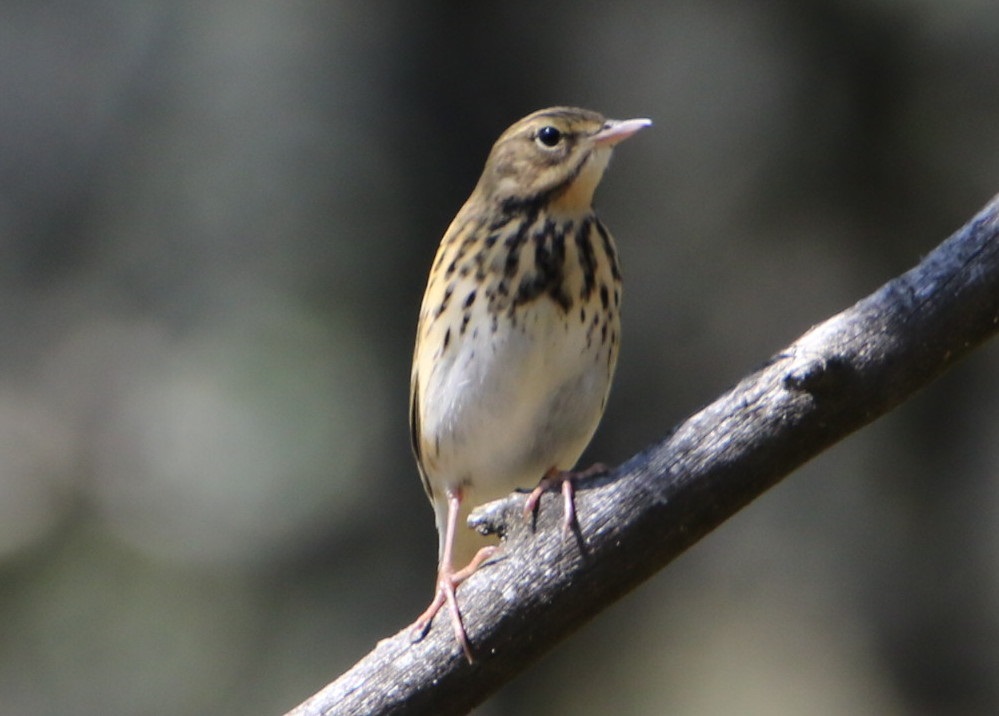 Tree Pipit