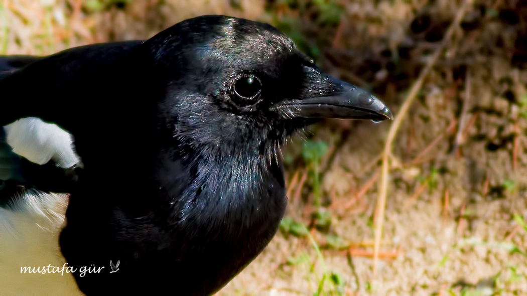 Eurasian Magpie