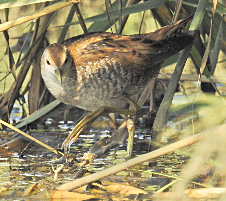 Little Crake