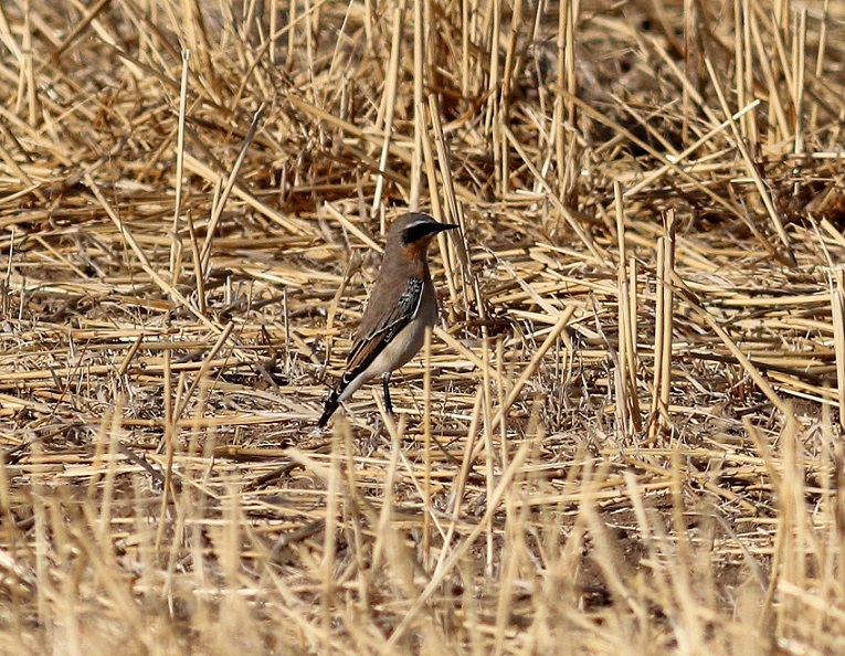 Northern Wheatear