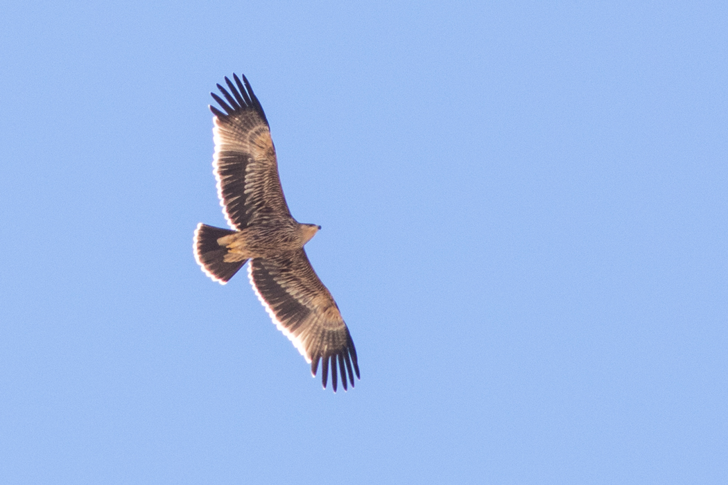 Eastern Imperial Eagle