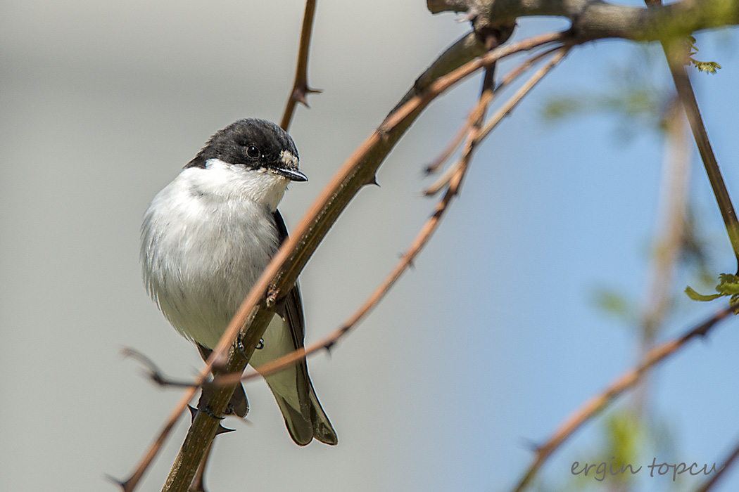 European Pied Flycatcher