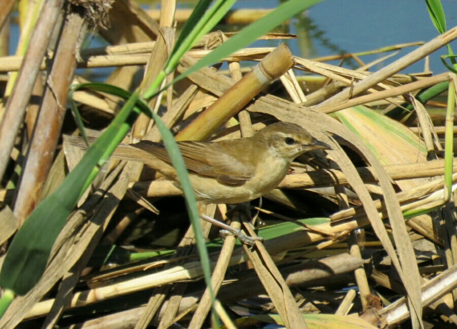 Great Reed Warbler