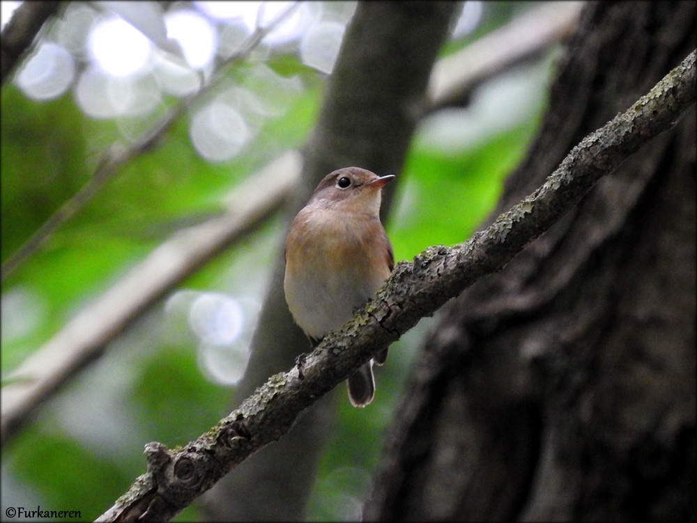 Red-breasted Flycatcher
