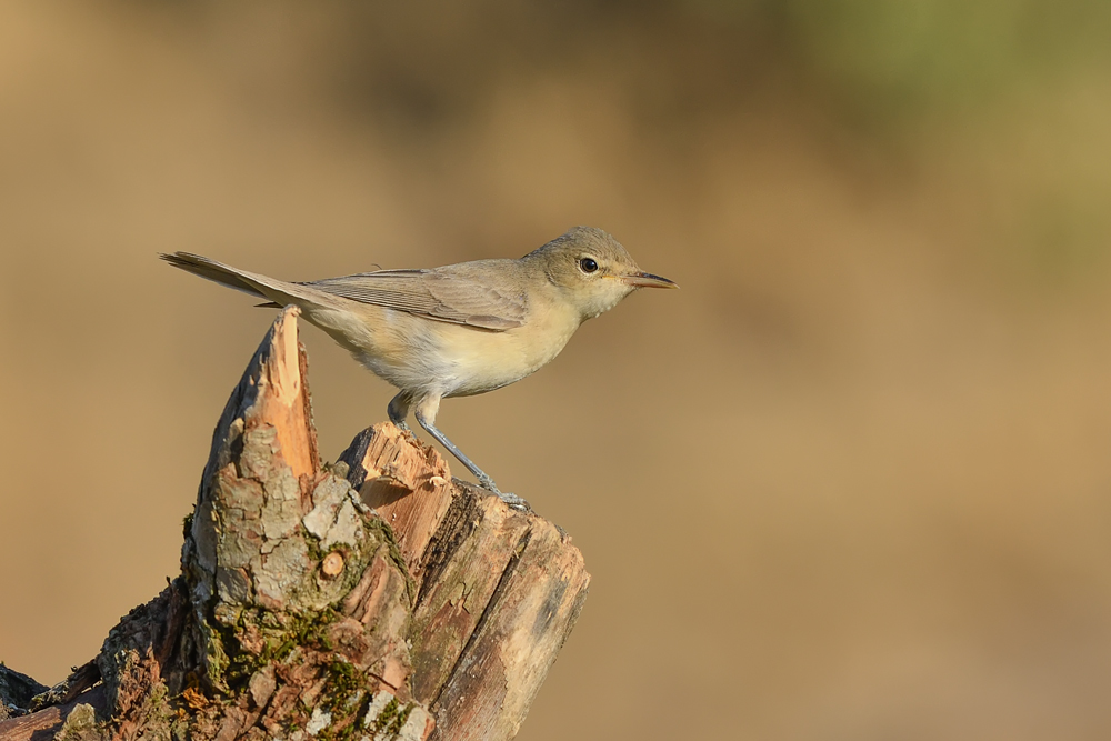 Icterine Warbler