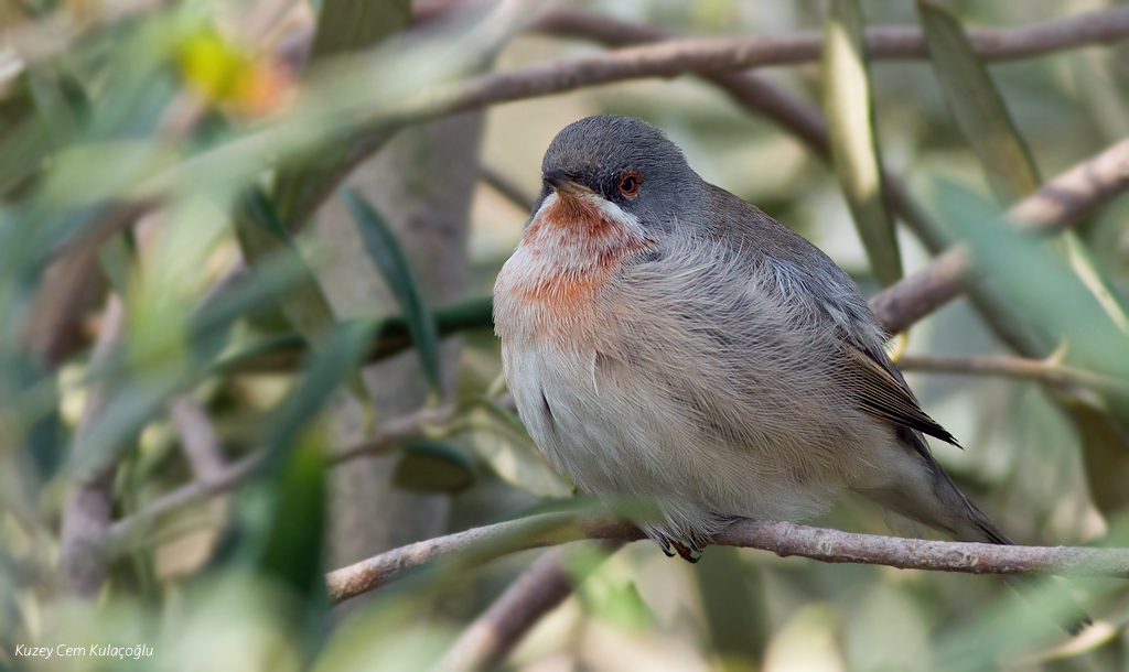 Subalpine Warbler