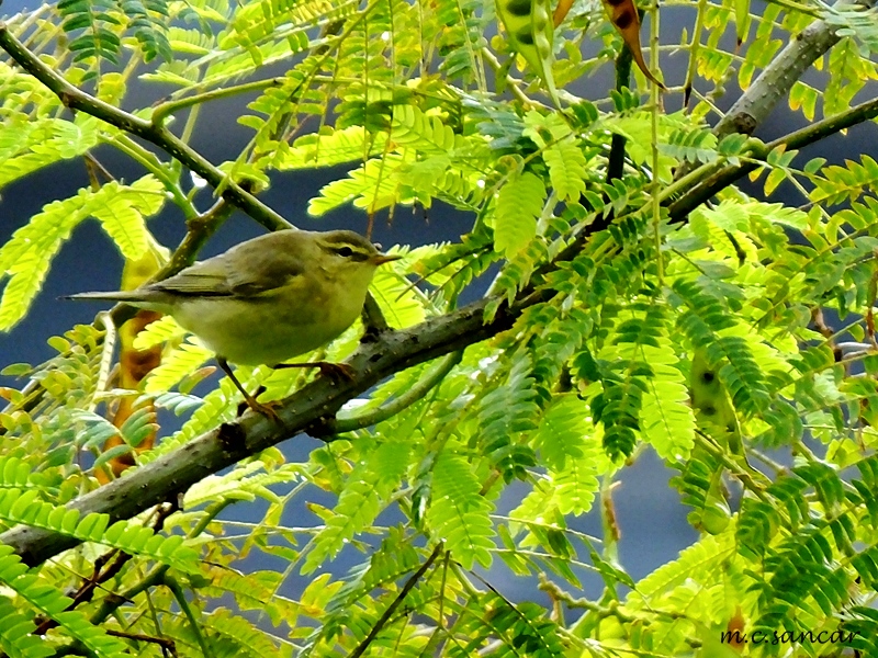 Green Warbler