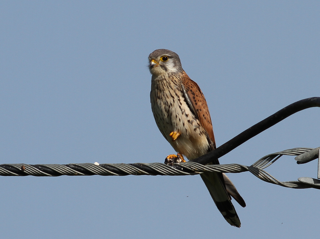 Common Kestrel